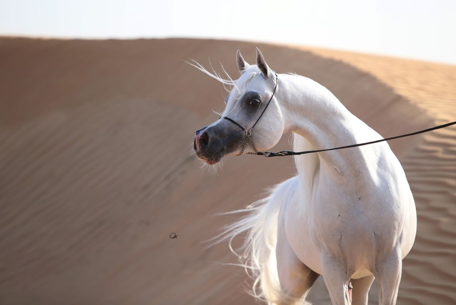 Shanghai Al Shaqab