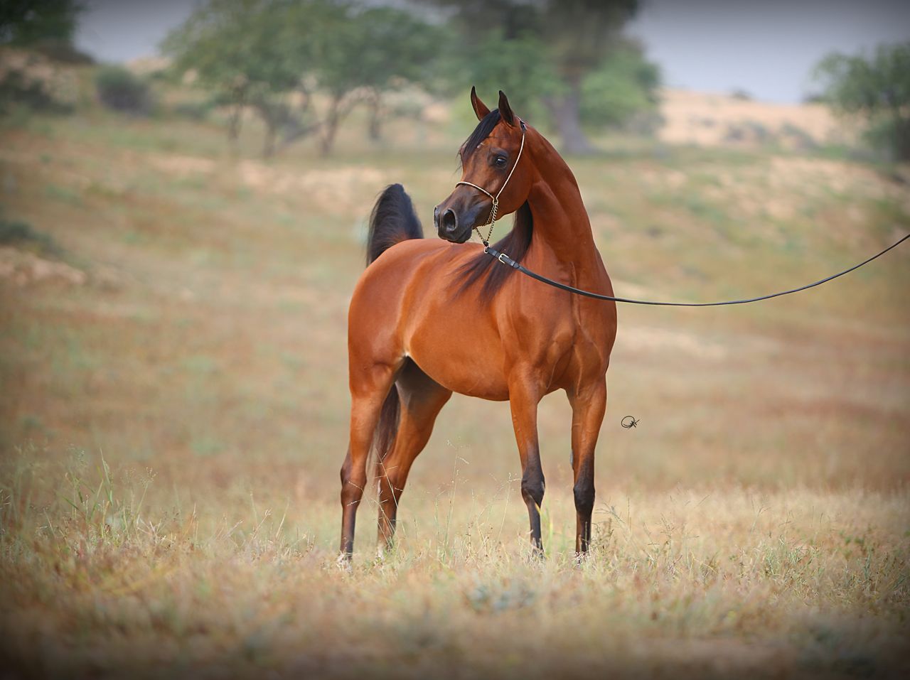 Matilda Al Shaqab